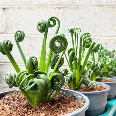 Curly 'Frizzle Sizzle' Plants Make A Quirky And Whimsical Addition To Any Home in 2021 | Plants ...