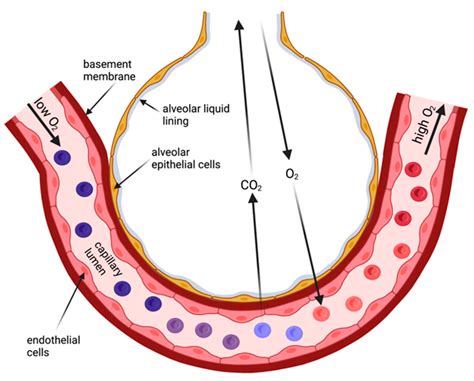 Alveolar Epithelium Diagram