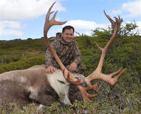 Newfoundland moose hunting outfitters – Newfoundland Moose Hunts, Big Game Hunting Outfitter, NL