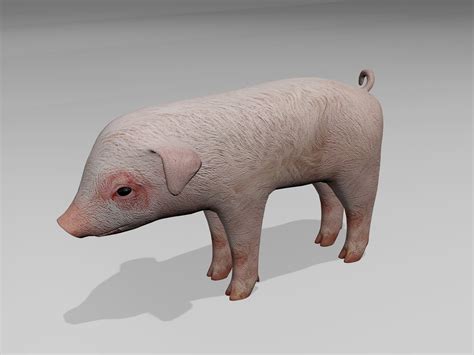 Little pig 3D model | CGTrader