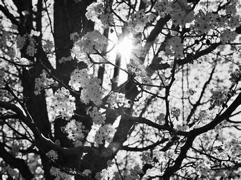 Cherry Blossoms in Black and White Photograph by Rachel Morrison | Fine Art America