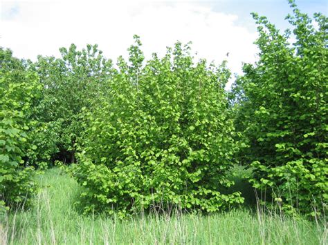 A Gallery of Native Irish Trees - Green News Ireland