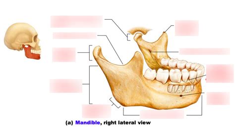 Mandible Diagram | Quizlet