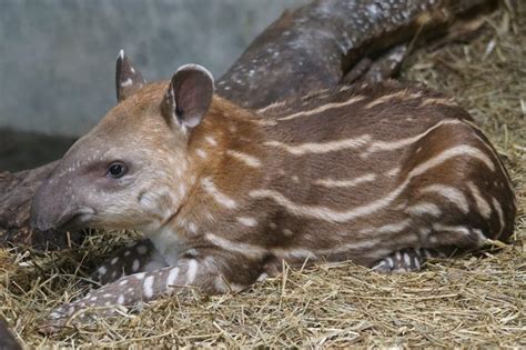 50 Tapir Facts: The Gardeners Of The Forest - Facts.net