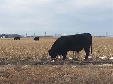 Forage Creativity: Soy-Corn Silage - Ward Laboratories, Inc.