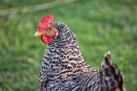 10 Best Chicken Breeds for Eggs - up to 300 Per Year, Per Bird! | Real ...