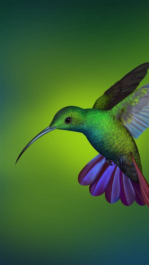 2160x3840 Hummingbird Hd Sony Xperia X,XZ,Z5 Premium HD 4k Wallpapers ...