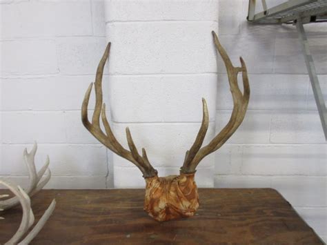 Elk Antlers | Online Auctions | Proxibid