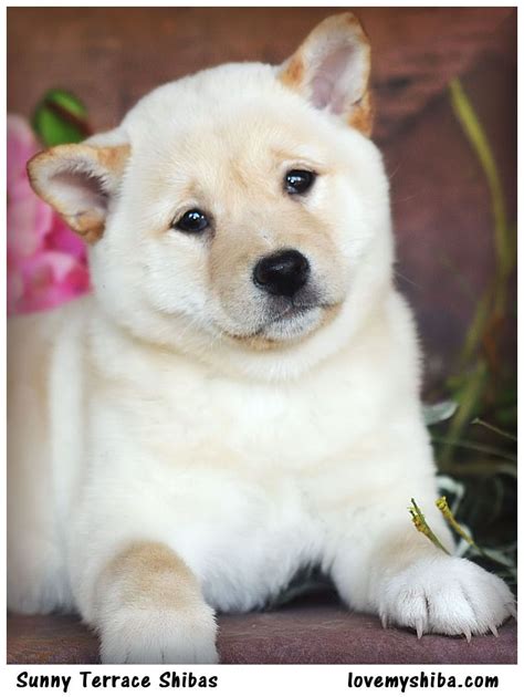 Cream shiba puppy ~ Sunny Terrace Shibas | Shiba puppy, Cute animals ...