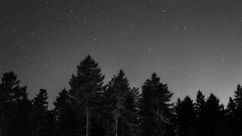 #starry #sky #night #dark #trees black and white monochrome photography starry night #forest # ...