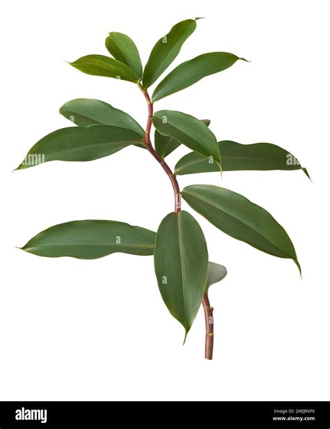 thebu plant foliage, costus speciosus, commonly found in sri lanka and ...