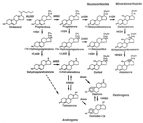 Steroid hormone metabolism - Figure 2