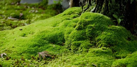 How to grow moss | C Home C