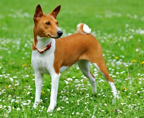 Basenji - Barkless dog - Dog Breed Information, Images, Videos, FAQs