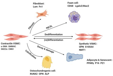 Cells | Free Full-Text | Vascular Smooth Muscle Cells Phenotypic Switching in Cardiovascular ...