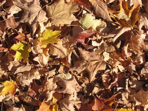 Fall Leaves-close-up Photograph by Chris Hearn - Fine Art America