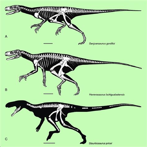 Herrerasaurus Size