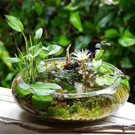 indoor waterlily Nano Pond | Indoor-wassergarten, Wassergarten, Gartenterrarium