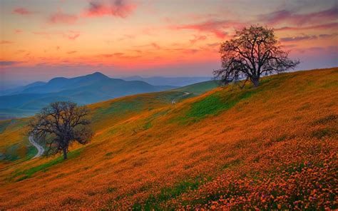 blossoms on the hill | Landscape wallpaper, Field wallpaper, Free fall ...