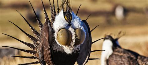 Nevada Wildlife | Wildlife Refuges in Nevada | Nevada Wildlife Photography