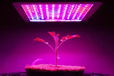 Guide to DIY LED Grow Lights | TheFragrantGarden