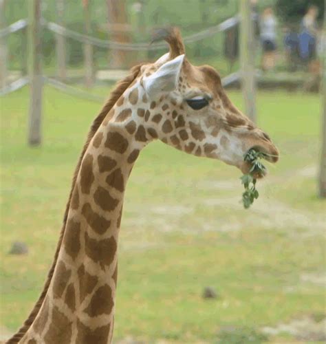 Giraffe Eating GIF by Planckendael - Find & Share on GIPHY