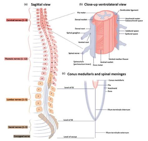 Spinal Cord Anatomy - WikiMSK