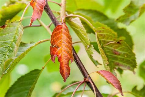 Fig Tree Diseases » Tips on Identification & Control