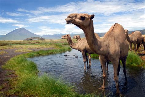 Lake natron map - echovse