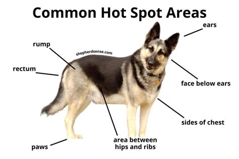 German Shepherd Hot Spots: How to Quickly Treat and Prevent Them at Home - Shepherd Sense