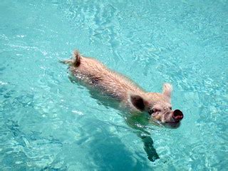 08.2012 Vorobek Bahamas - swimming pigs | Bahamas 08.2012 on… | Flickr