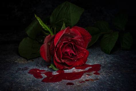 Bloody Black Rose Wallpaper