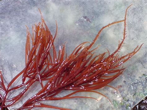 red seaweeds