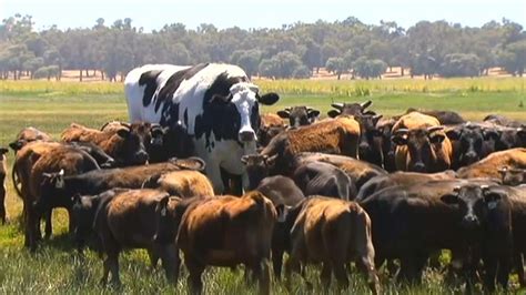 This Enormous 'Giant Cow' in Australia Is Too Big for a Slaughterhouse - YouTube
