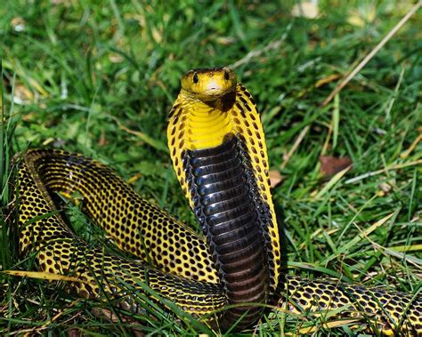 10 most poisonous snakes, 90 percent of snakes die after drinking milk...