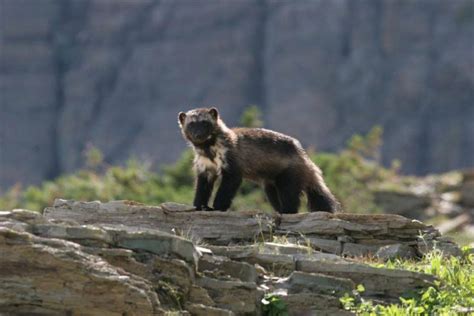 Second Wolverine In Over A Century Spotted In California