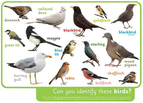 Can you identify these birds?