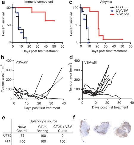 Vesicular stomatitis virus (VSV) treatment induces a potent antitumor ...