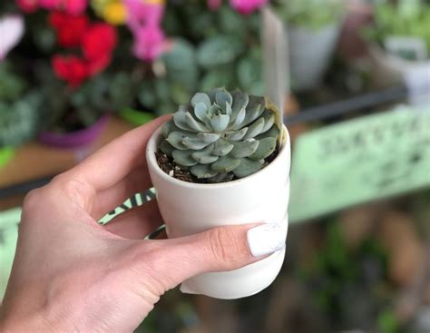 Traders Joe's Spring Deals: Succulents, Flowering Minis & More