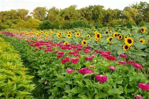 Want to be a flower farmer? - The Gardener's Workshop