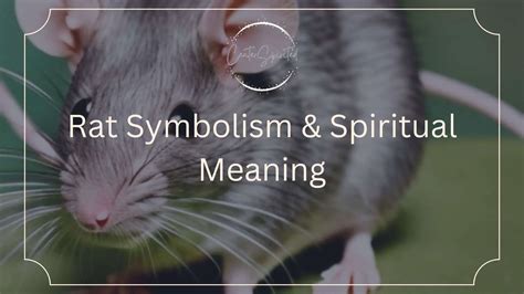 Rat Symbolism & Spiritual Meaning