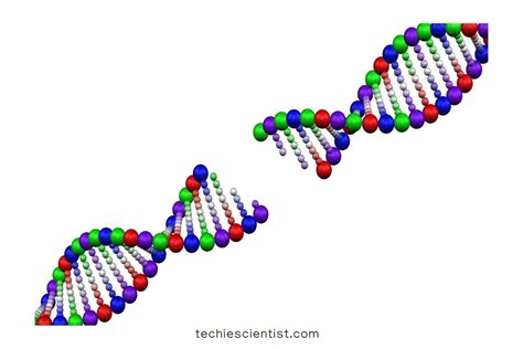 Hydrogen Bond in DNA - Techiescientist