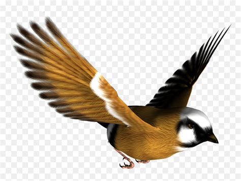 Png Image Bird - Flying Bird Transparent, Png Download - vhv