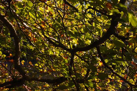 Beech Leaves Dappled In Autumn Sunshine | Burnham Beeches | Trees And Woodland | Photography By ...