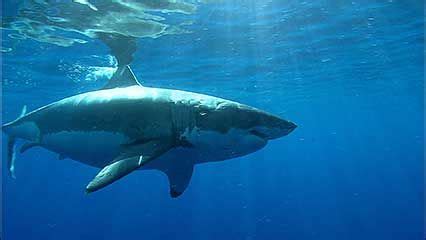 hammerhead shark | Diet, Size, & Facts | Britannica.com