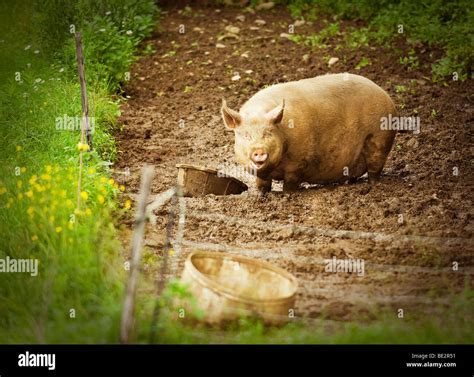 Happy Pig in the Mud Stock Photo - Alamy