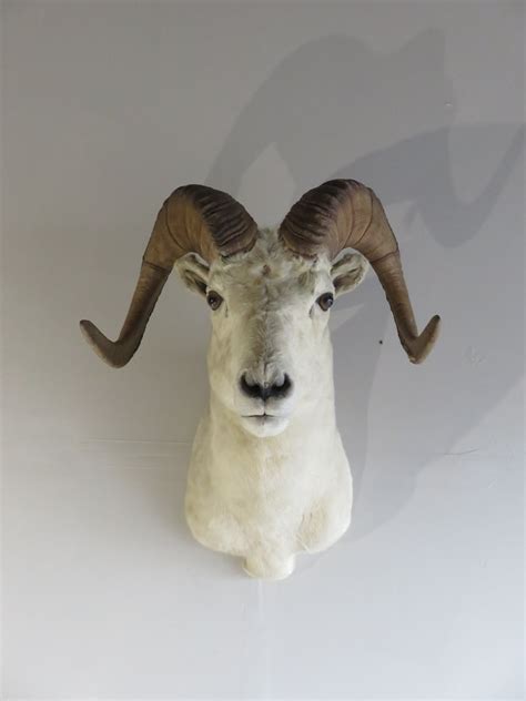 Dall Sheep Shoulder Mount SD-105 – Mounts For Sale