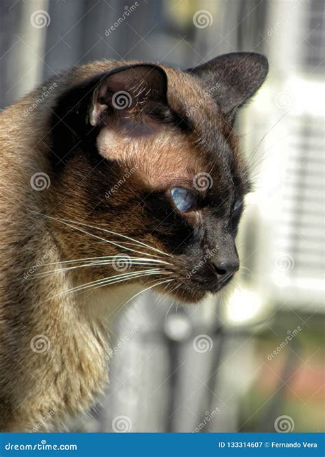 A Siamese Cat with Blue Eyes Stock Image - Image of cats, kitty: 133314607