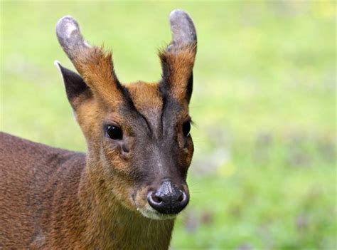 Chinese Muntjac (Muntiacus reevesi) - Detail - Biodiversity Maps