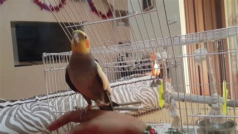 Happy Cockatiel singing - YouTube